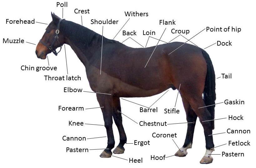 Points of a Horse